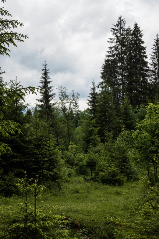 a field with a few trees in it