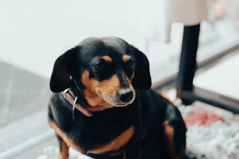 a dog staring at soing while standing on some ground