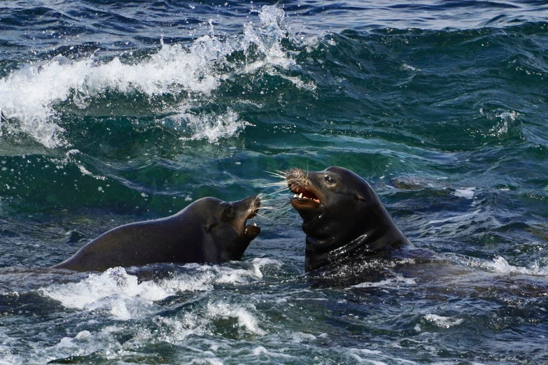 two adult hippos fighting in the ocean on surf boards