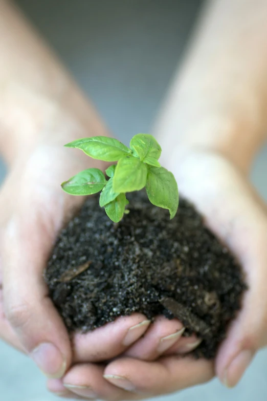 two hands holding a little green plant in dirt