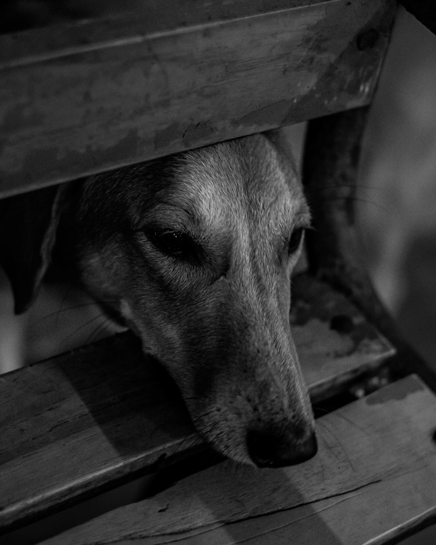 black and white pograph of a dog sticking its head out from under a bench