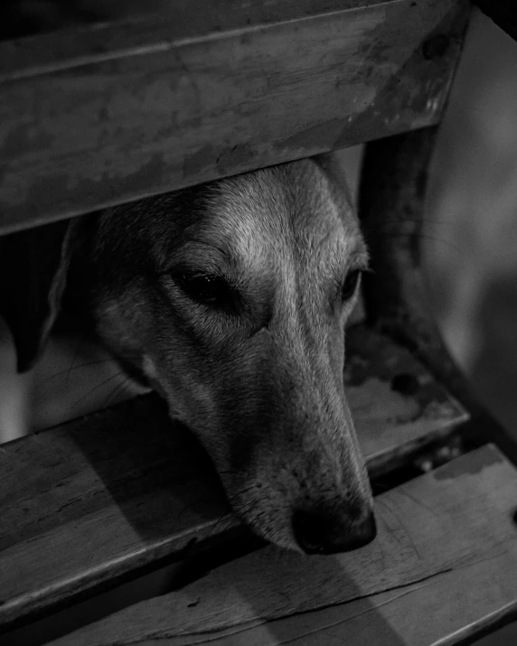 black and white pograph of a dog sticking its head out from under a bench