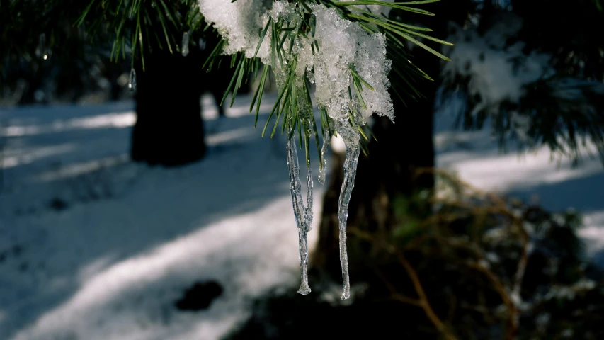 a close up of a tree with icicles on it