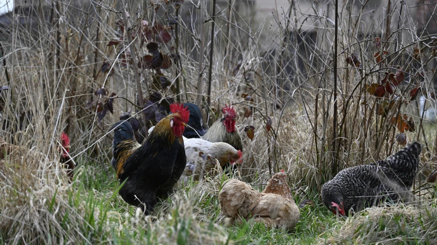 chickens in tall grass near some plants and building