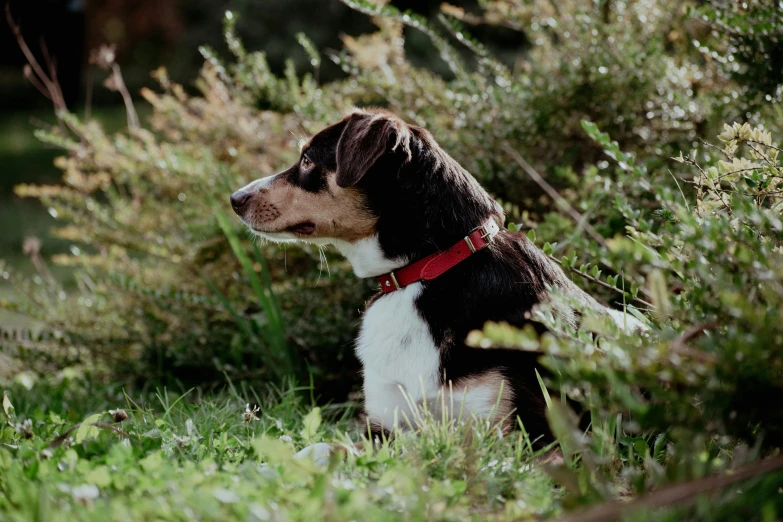 a dog is sitting in the grass and bushes