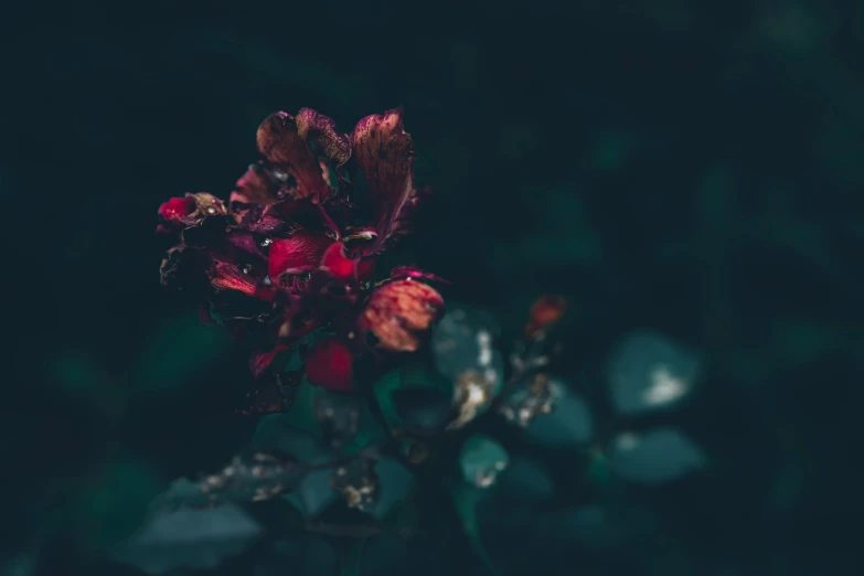 a bunch of red flowers that are on the stem