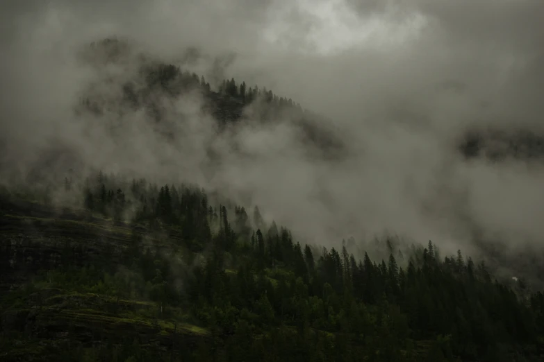 a black and white po of trees in a fog