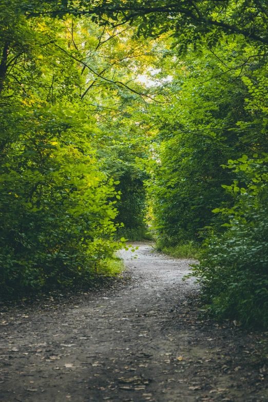 a road that has many trees and leaves