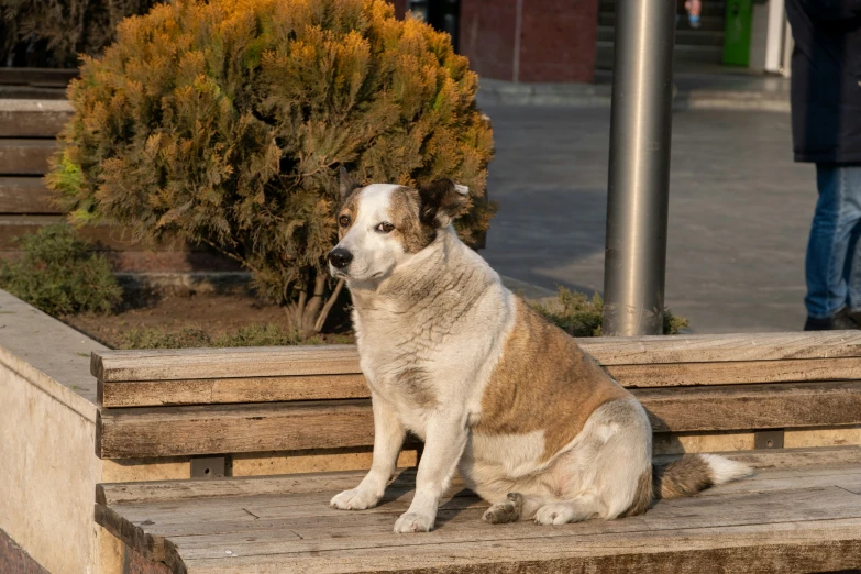 there is a large white and brown dog sitting on a bench