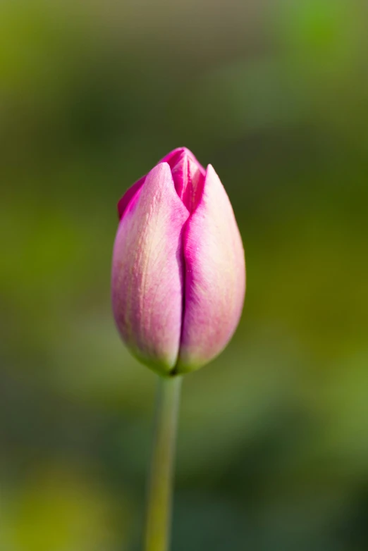 a pink tulip with an extended bud
