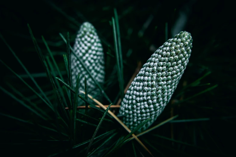 two pine cones resting on the needles of a fir