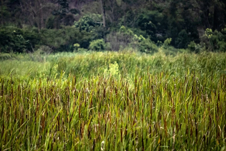 a field full of tall grass and green trees