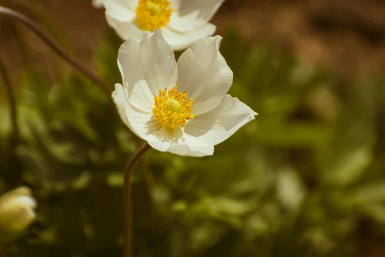 some white flowers with yellow centers by itself