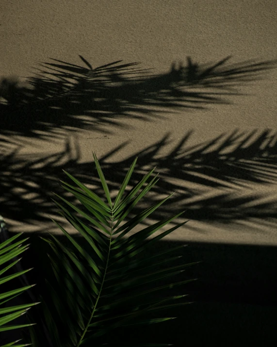 a green plant and shadow on the ground