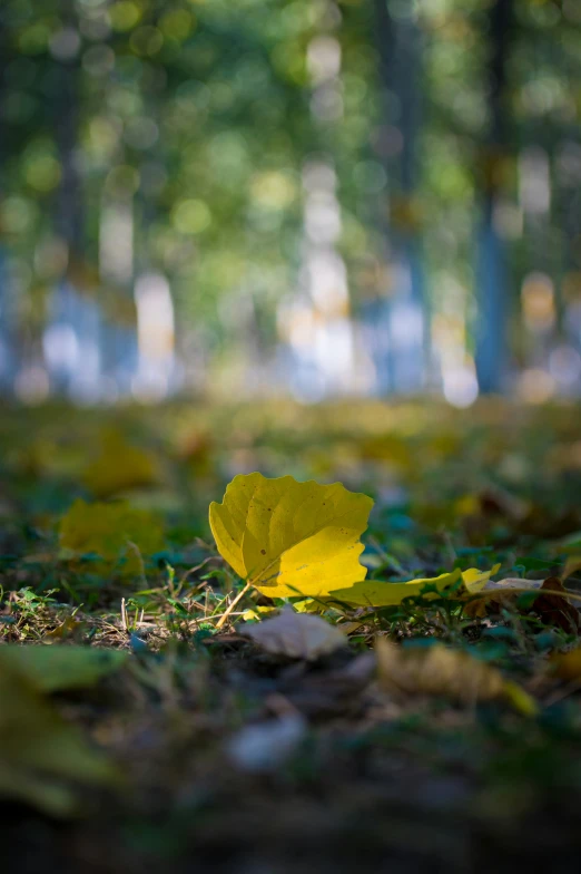 a leaf on the ground in front of trees