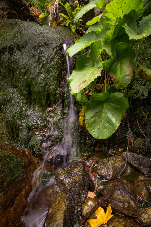 a stream of water is coming over some rocks and leaves