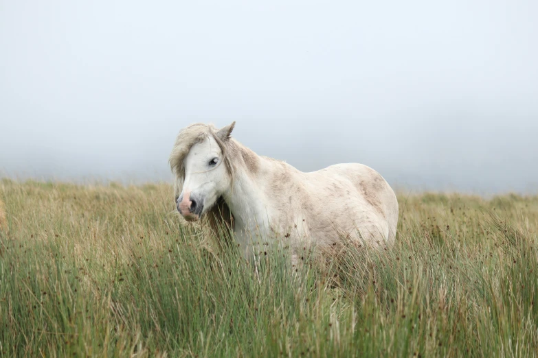 white horse looking in the distance while in tall grass