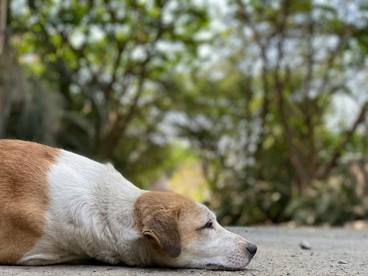 a dog is sleeping on the ground in front of trees
