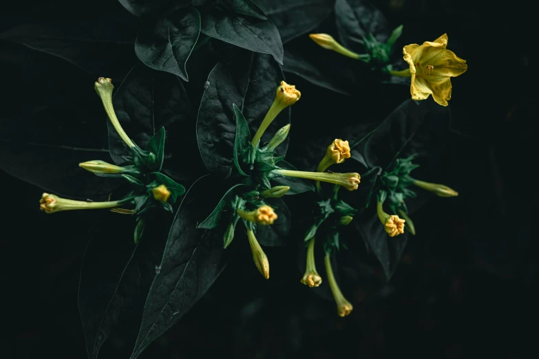 some yellow flowers that are on a green stem
