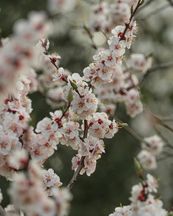 blossoms that are growing on some nches of trees