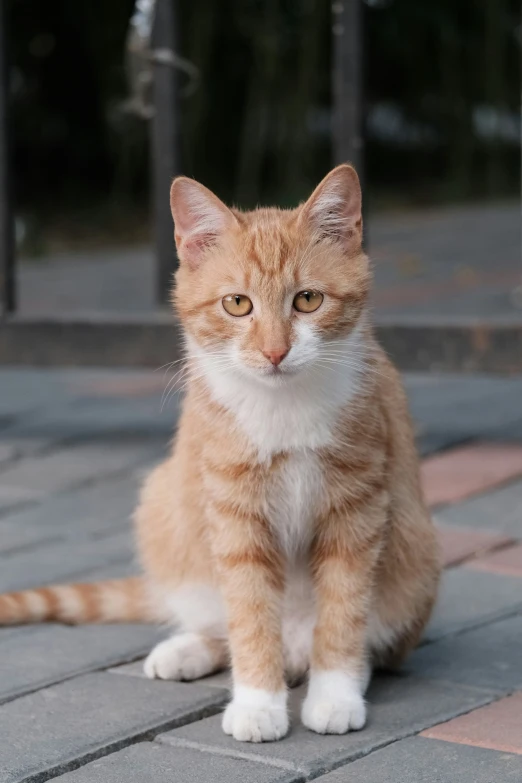 an orange and white cat sitting on a tiled walkway