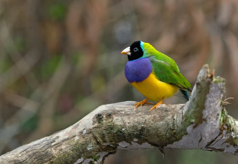 a bird perched on top of a nch