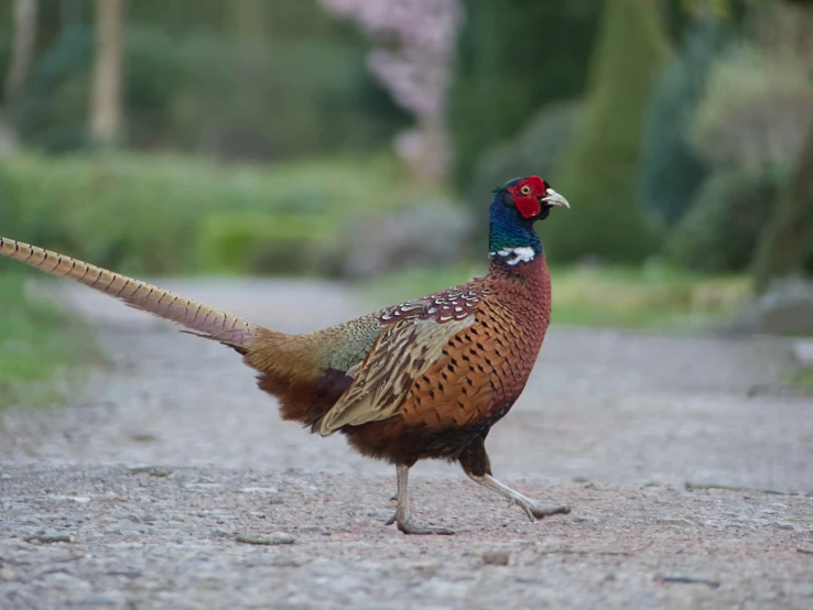 a bird with orange spots and colorful feathers walking on road