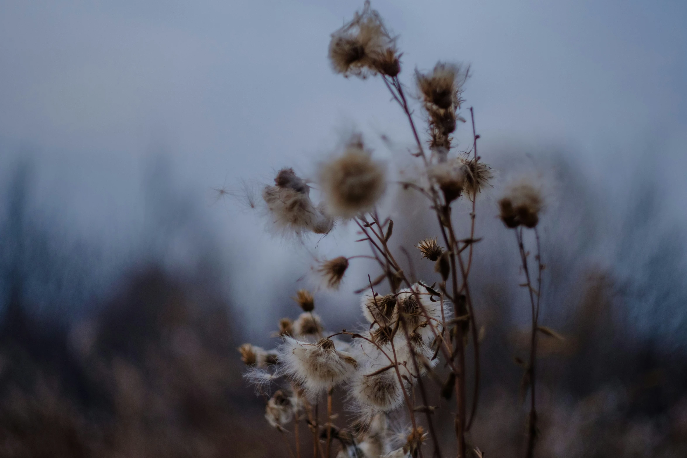 a plant is standing in the middle of the field