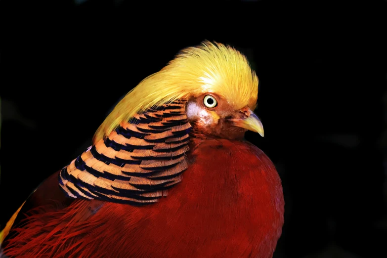 a close up of a colorful bird with it's head turned