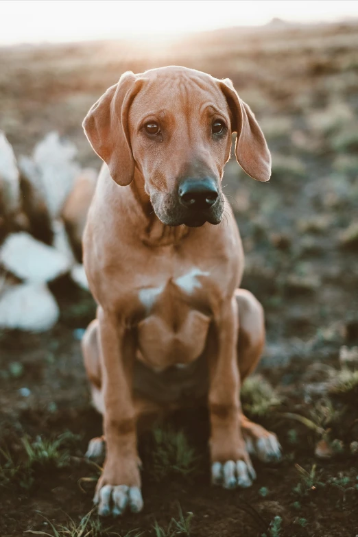 a dog sits on the ground outside