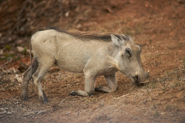 the young boar is walking alone in the field