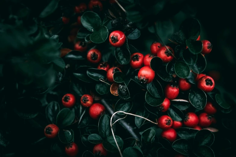 berries are shown in close up against a dark background