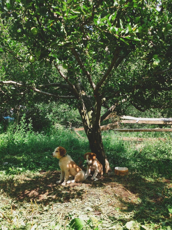 two dogs sitting on the ground under a shade tree