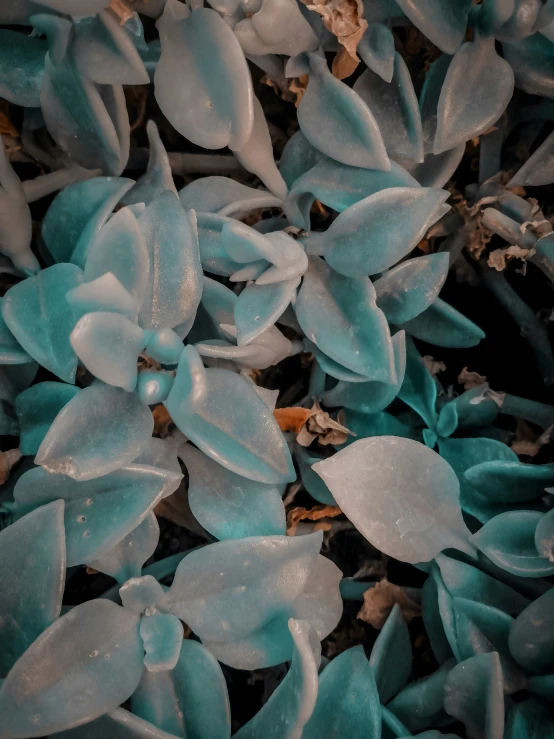 a close up of a variety of blue leaves