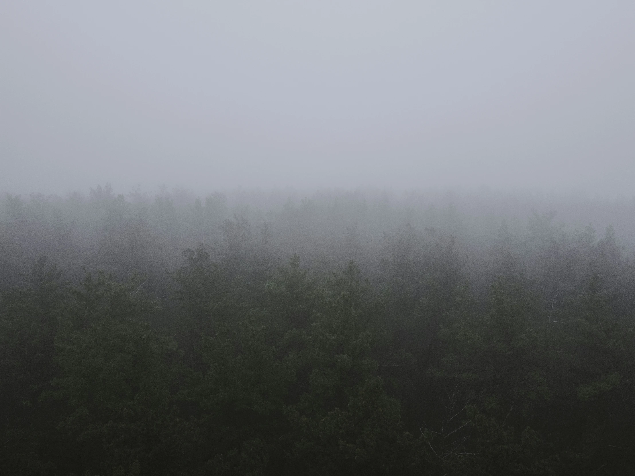 an image of a plane flying over the trees in the fog