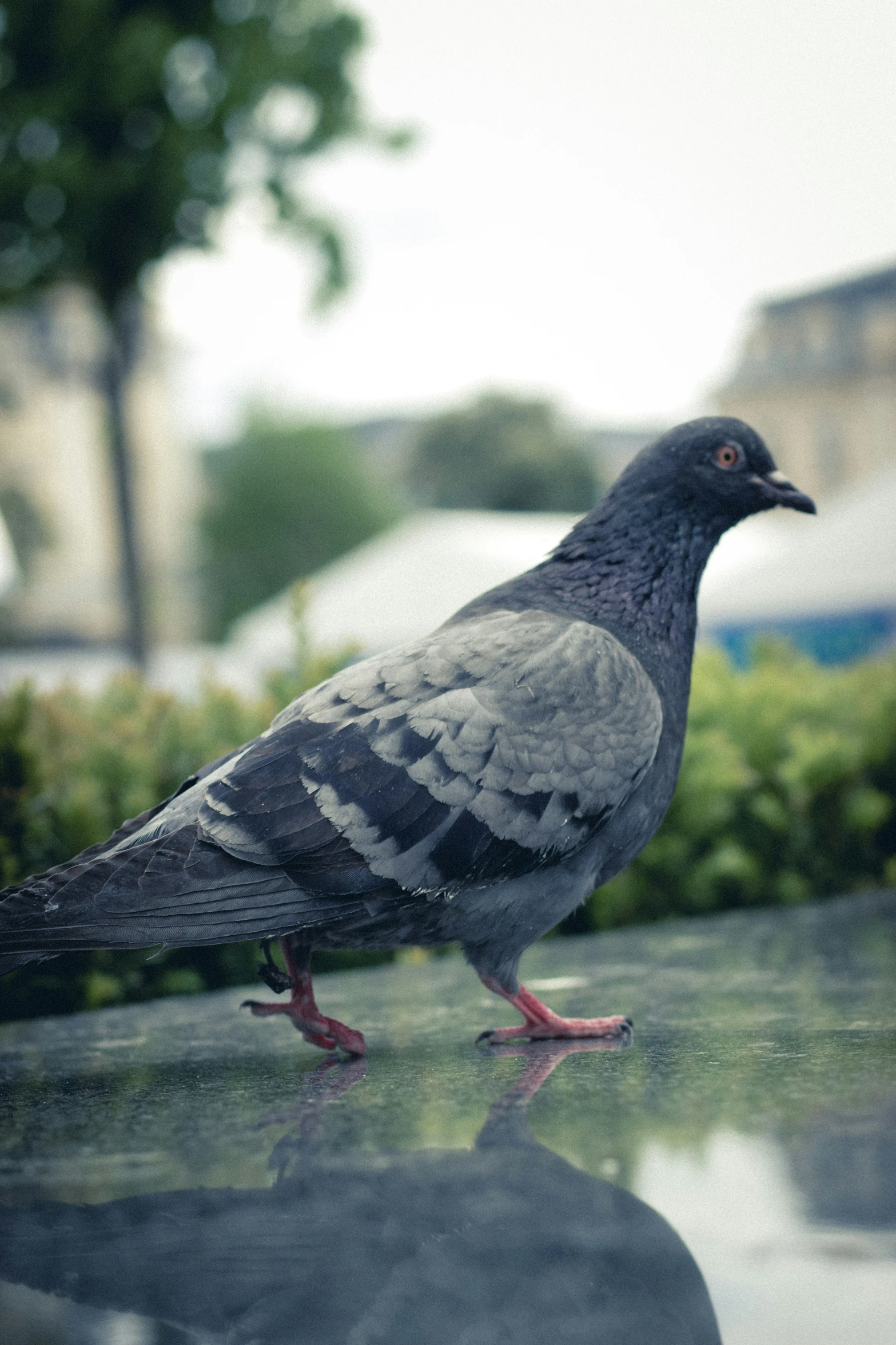 a pigeon is standing on the sidewalk in the rain