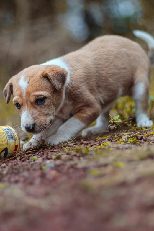 a puppy smelling the bottle on a ground with weeds