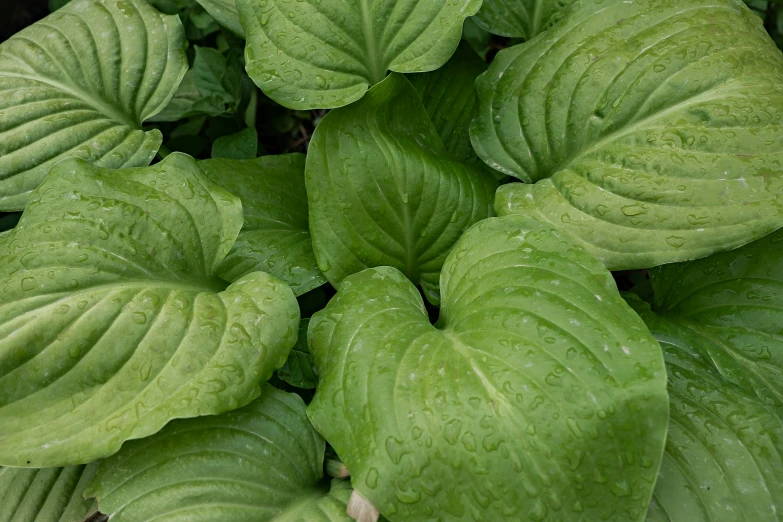 several large leaves are covered with rain drops