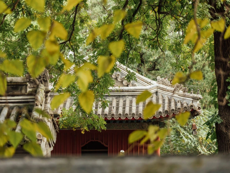 trees in the foreground, with a bridge in the background