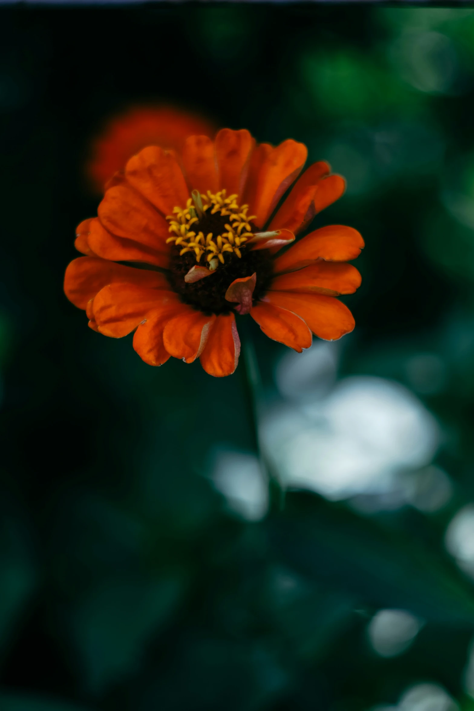 a single orange flower with dark background