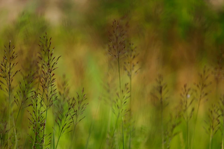 a close up po of a bunch of small grass