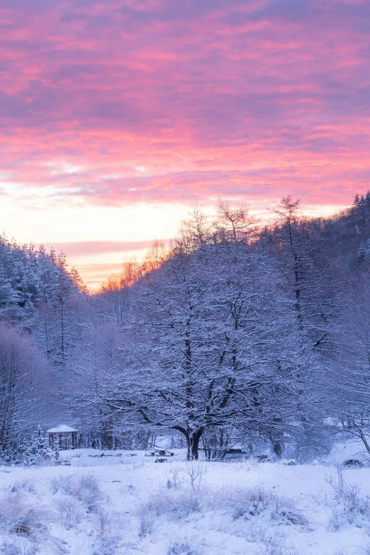 the beautiful pink sunset and snow covered trees