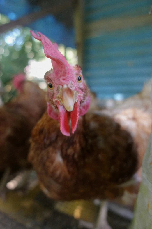 a chicken in the corner of its cage looking forward