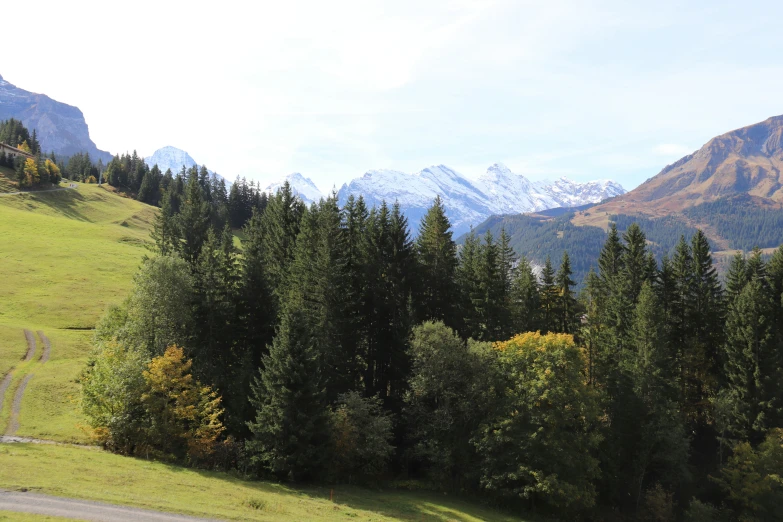 the forest is green and lush in front of a mountain range