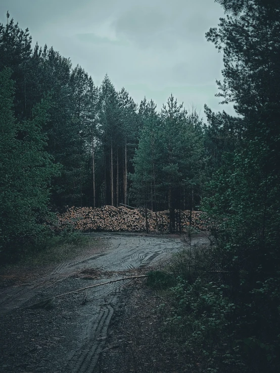 the forest is full of many trees and some logs