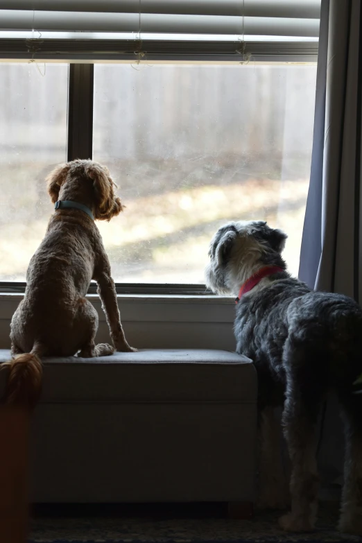 two dogs sit in the window sill, looking out at the yard