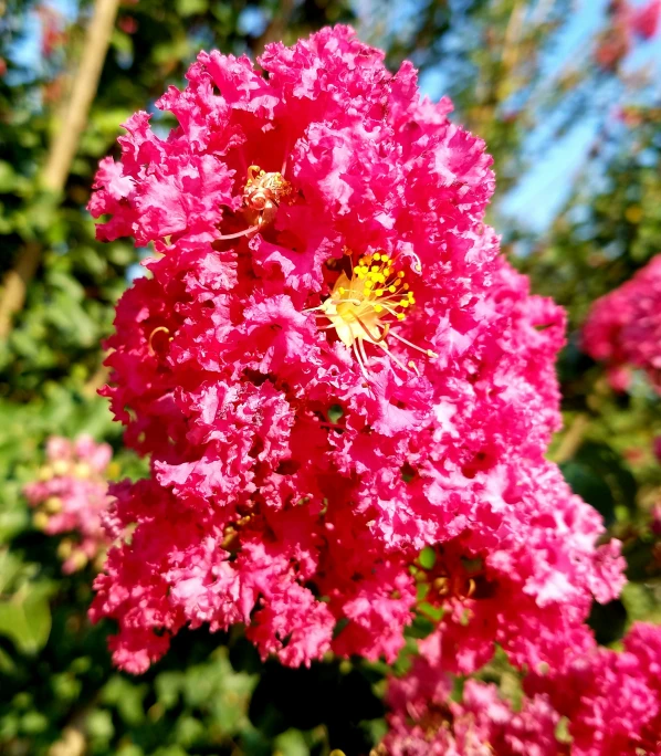 an orange bug on pink flowers with a lot of green leaves