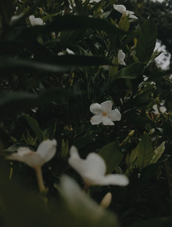 a bunch of white flowers that are sitting in some plants