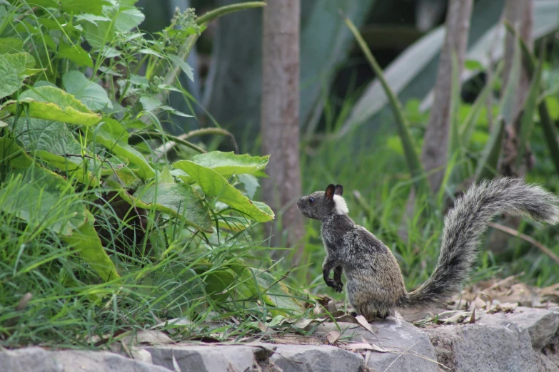 a squirrel standing on it's hind legs near some plants