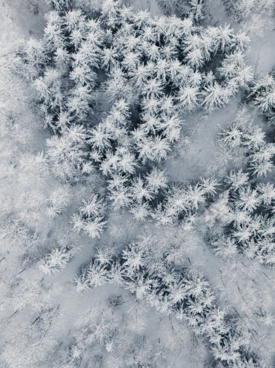 aerial view of pine trees covered in snow